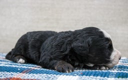 Mini Bernedoodle dogs for sale: Leo - Image 15