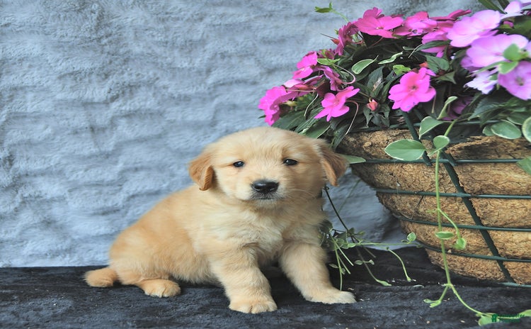 Golden Retriever dogs for sale - Ad 1