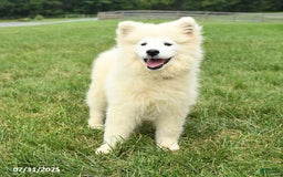 Samoyed dogs for sale: Daffodil - Image 7