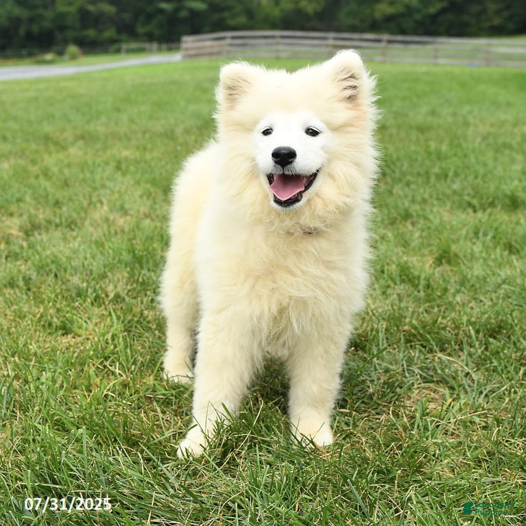 Samoyed dogs for sale: Daffodil - Image 7