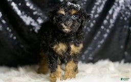 Miniature Poodle dogs for sale: Victor - Image 4