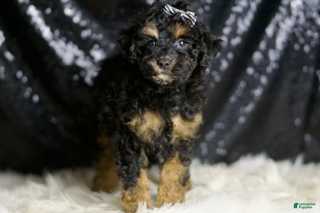 Miniature Poodle dogs for sale: Victor - Image 4