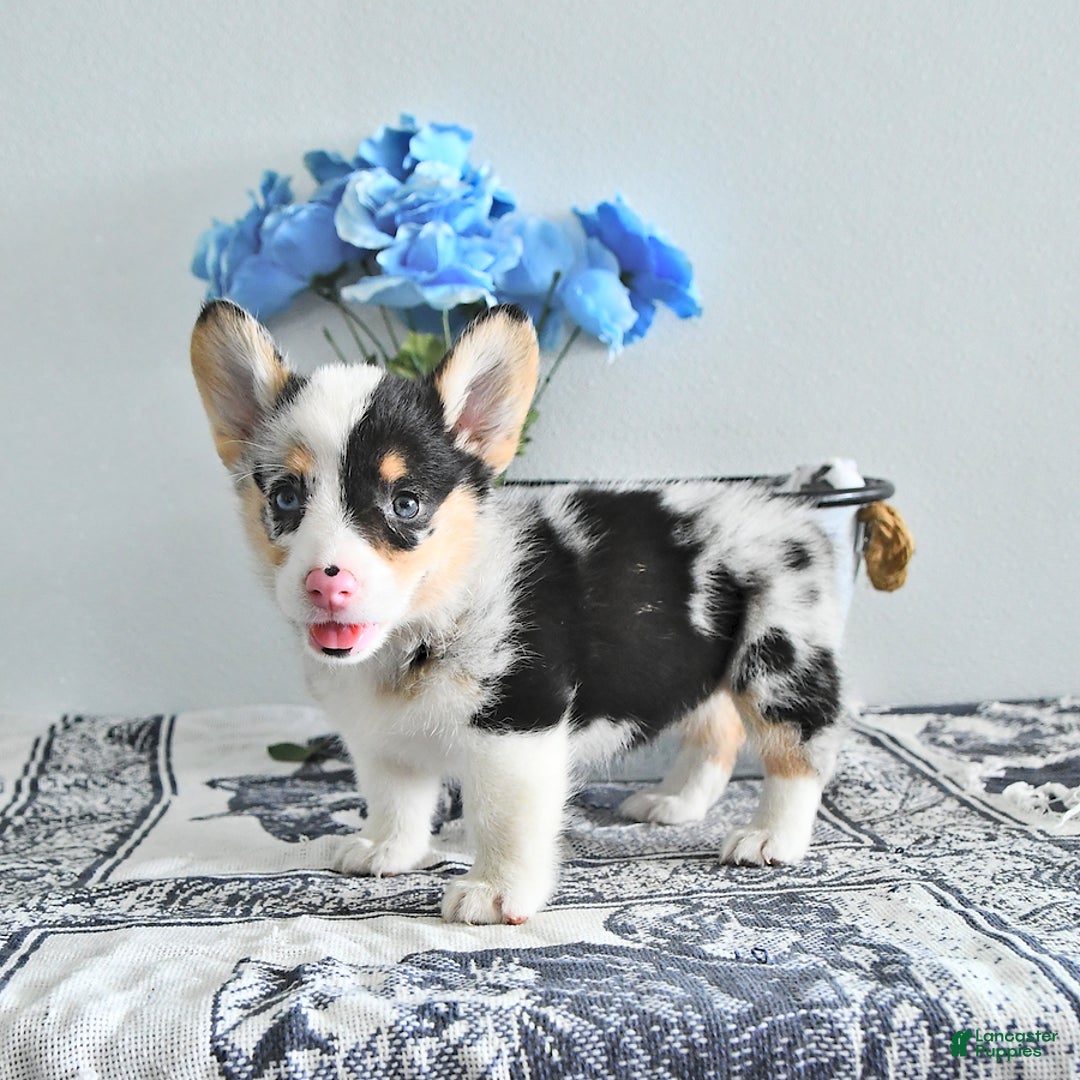 Welsh Corgi Pembroke dogs for sale: Welsh Corgi (Pembroke) 9 puppies - Image 4