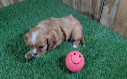 Cavalier King Charles Spaniel dogs for sale: Lucy Girl 2 - Image 10