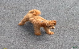 Cavapoo dogs for sale: Cooper - Image 18