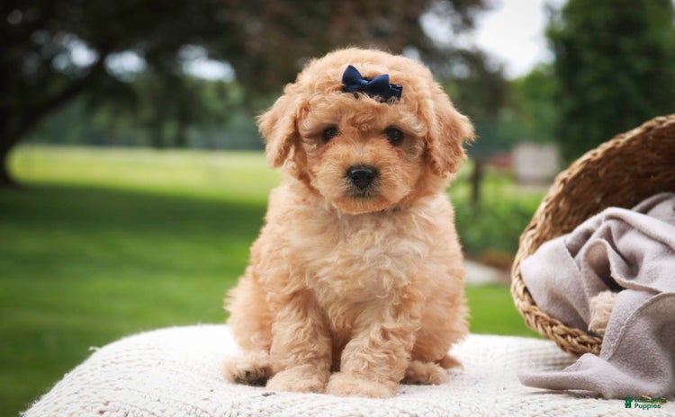 Miniature Poodle dogs for sale - Ad 1