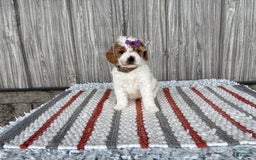 Mini Goldendoodle dogs for sale: Darla - Image 8