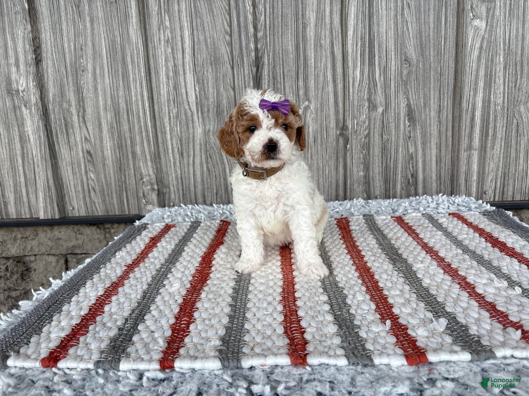 Mini Goldendoodle dogs for sale: Darla - Image 8