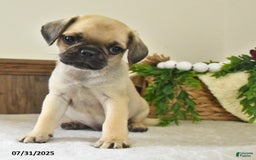 Puggle dogs for sale: Shadow - Image 4
