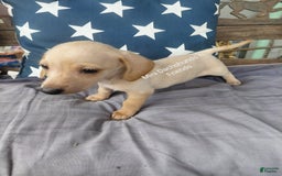 Miniature Dachshund dogs for sale: Miniature Dachshund 3 puppies - Image 3