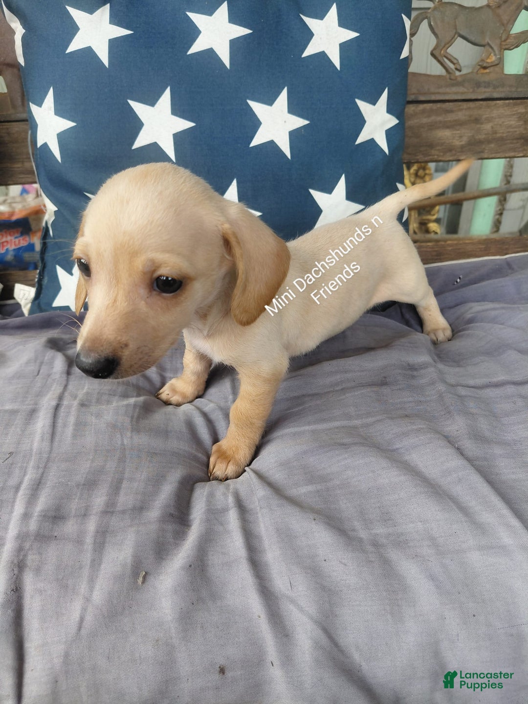 Miniature Dachshund dogs for sale: Miniature Dachshund 3 puppies - Image 3
