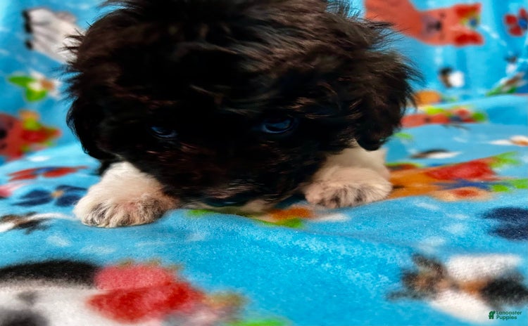 Shihpoo dogs for sale - Ad 2