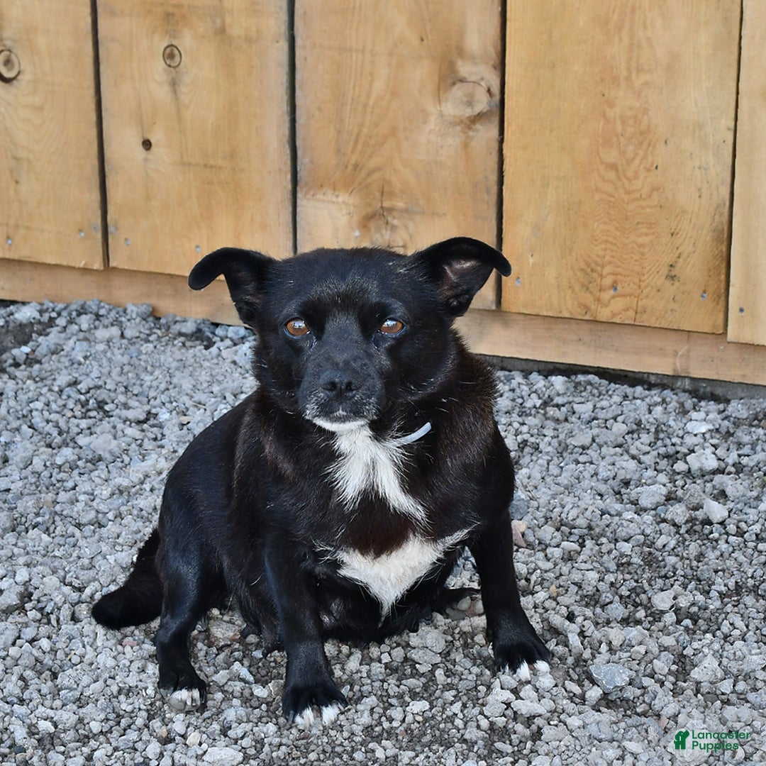 Welsh Corgi Pembroke dogs for sale: Lily - Image 4