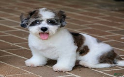 Shihpoo dogs for sale: Leo - Image 6