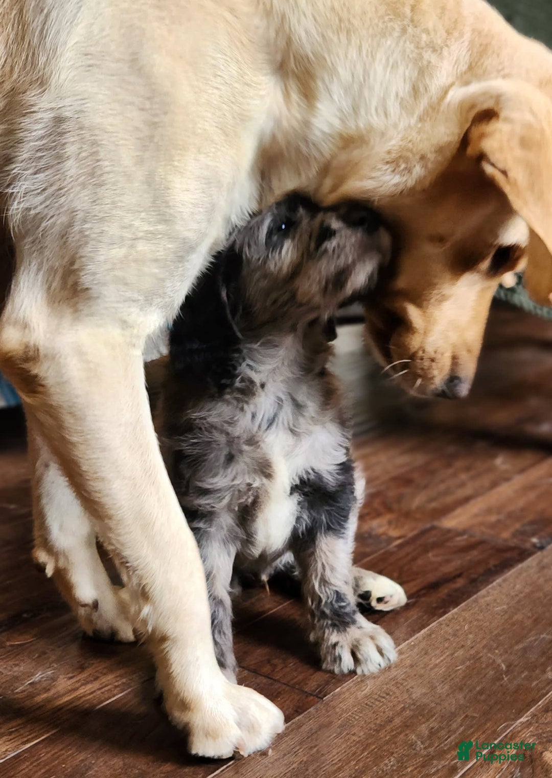 Labradoodle dogs for sale: Madric - Image 5
