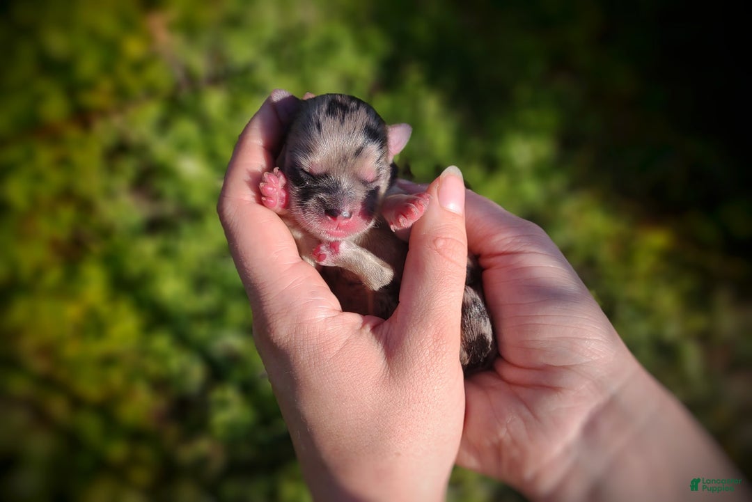 Morkie dogs for sale: Rare Merle Dragonfly - Image 1