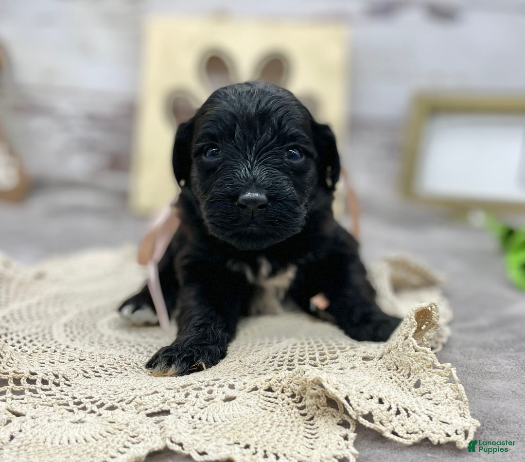 Portuguese Water Dog dogs for sale: Luna - Image 5