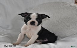 Boston Terrier dogs for sale: Barney - Image 3