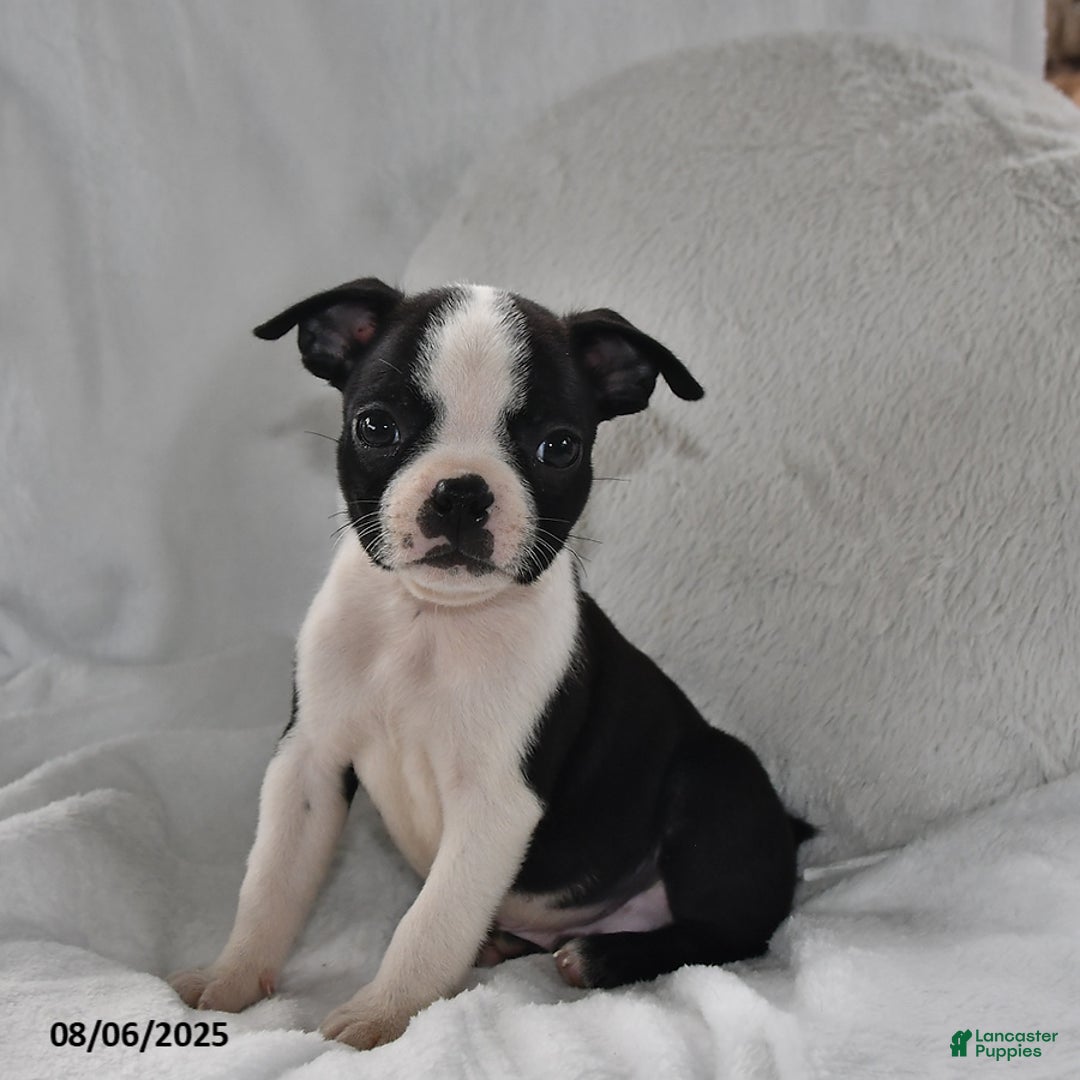 Boston Terrier dogs for sale: Barney - Image 3