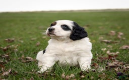 Saint Berdoodles dogs for sale: Buddy - Image 3