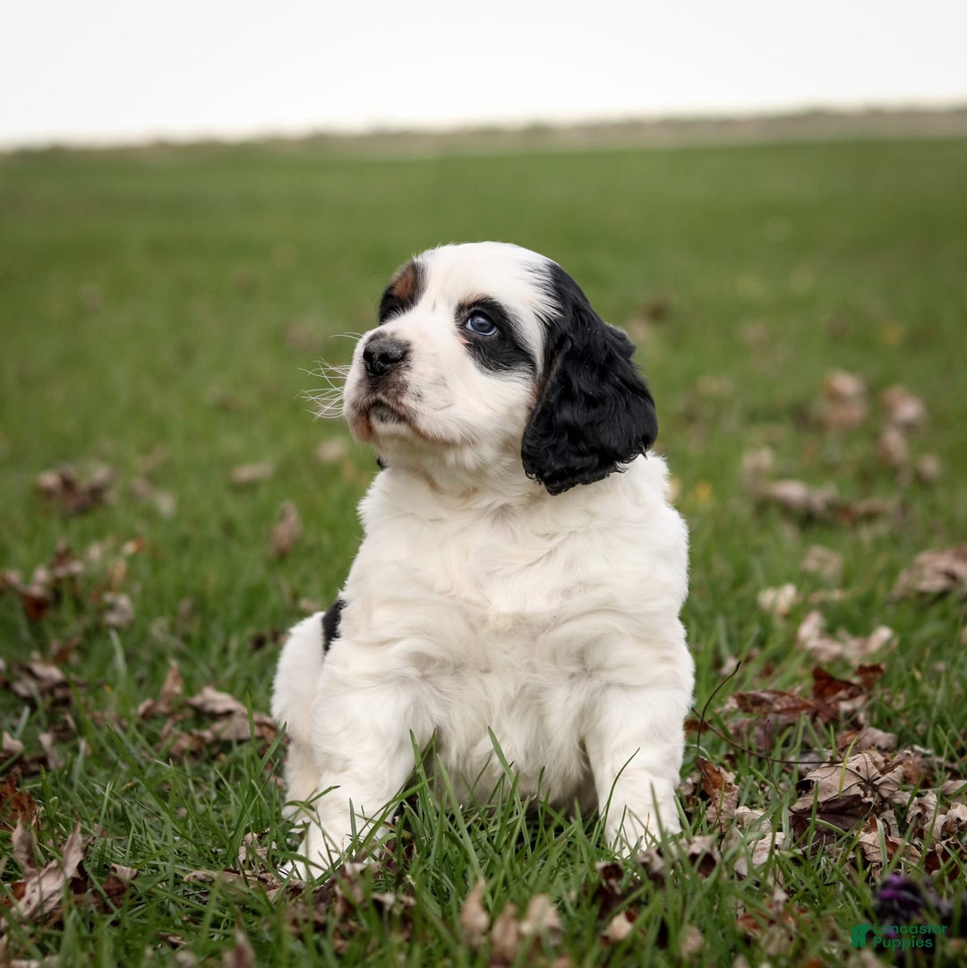 Saint Berdoodles dogs for sale: Buddy - Image 3