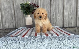 Mini Goldendoodle dogs for sale: Angie - Image 23