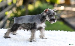Miniature Schnauzer dogs for sale: Blaze - Image 8