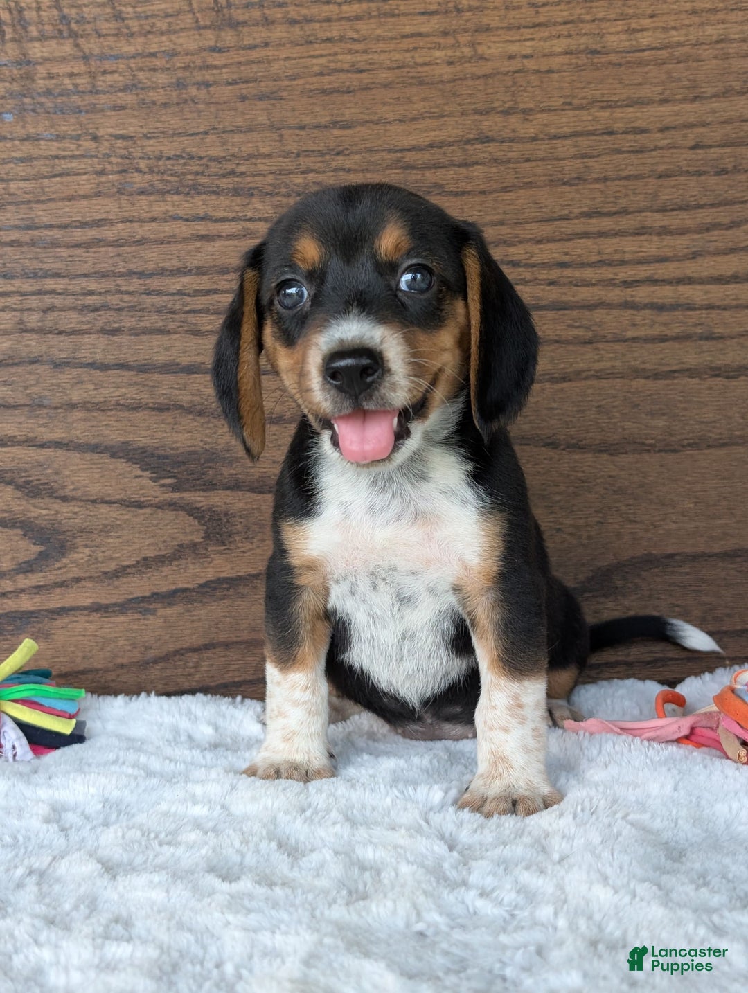 Beagle dogs for sale: Molly - Image 12