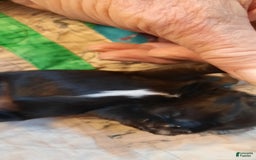 Miniature Schnauzer dogs for sale: Girl2 - Image 13