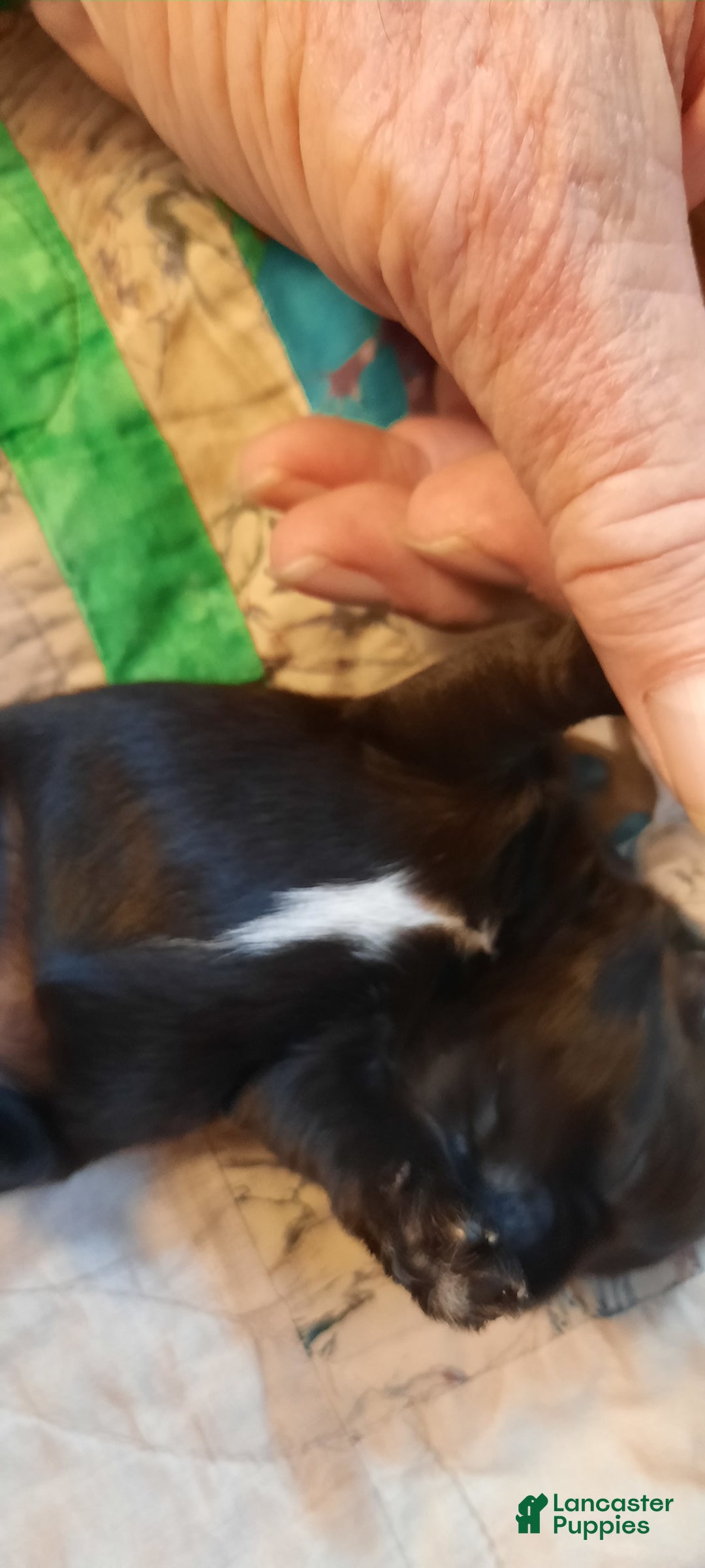 Miniature Schnauzer dogs for sale: Girl2 - Image 13