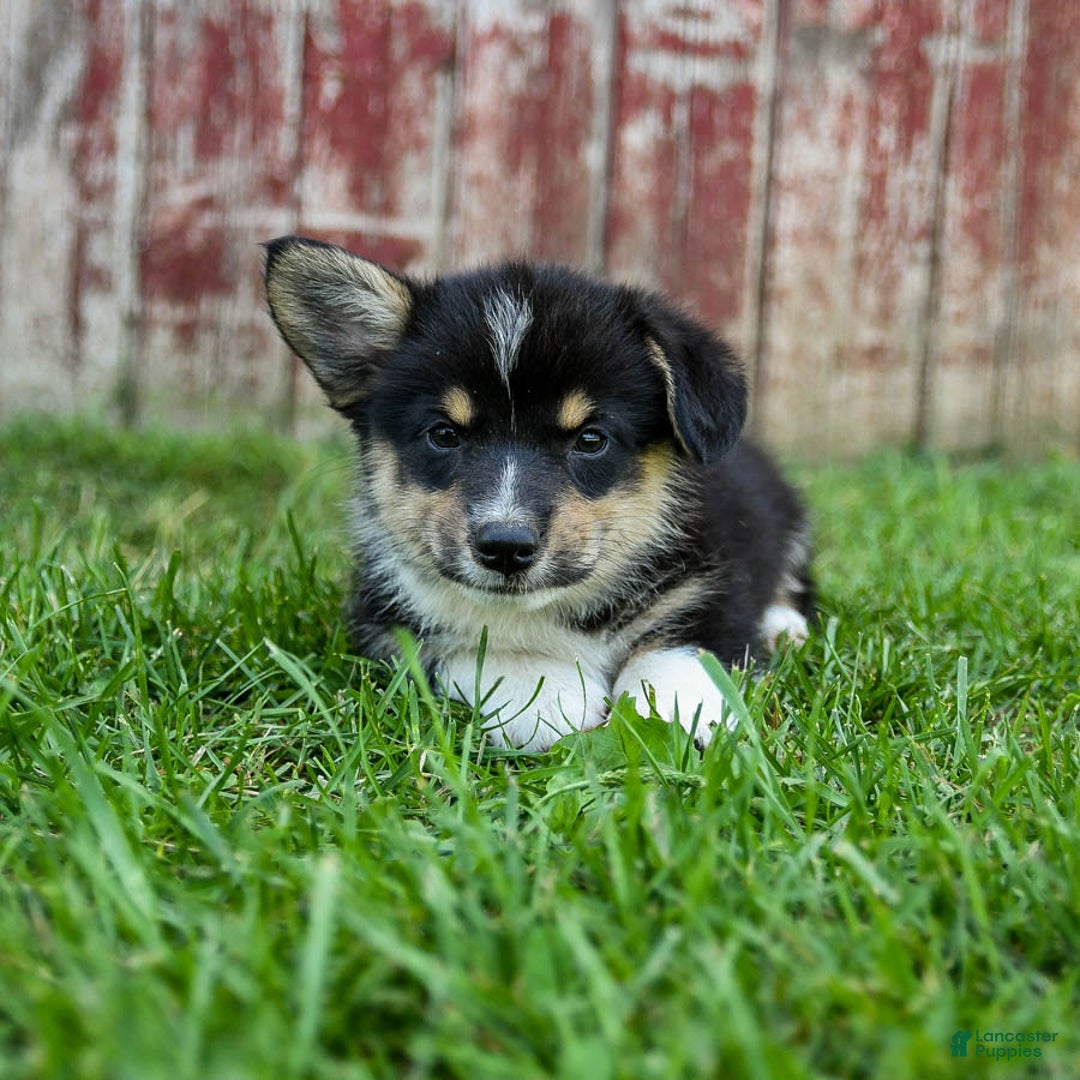 Welsh Corgi Pembroke dogs for sale: Welsh Corgi (Pembroke) 8 puppies - Image 11