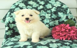 Eskipoo dogs for sale: Molly - Image 2