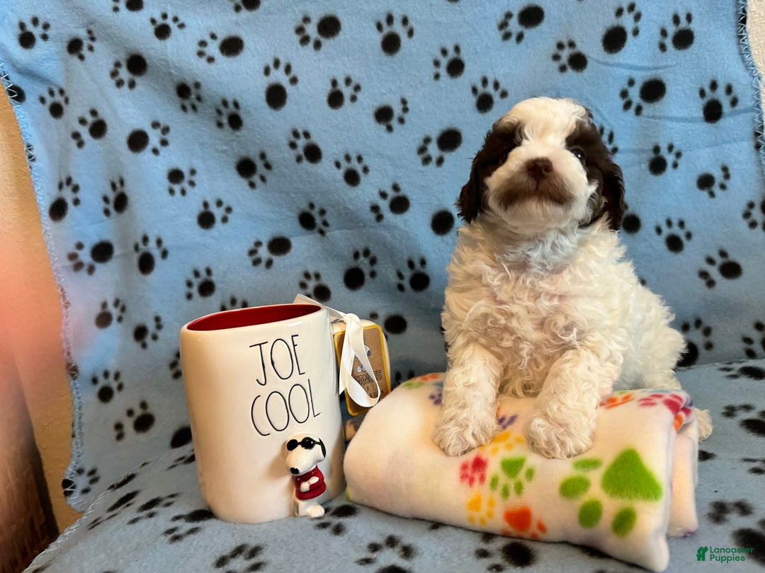 Toy Poodle dogs for sale: Hazel - Image 1