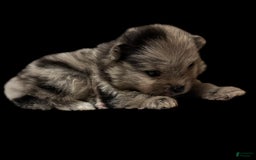 Pomeranian dogs for sale: Dotty - Image 5