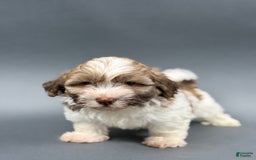 Havanese dogs for sale: OWEN - Image 5
