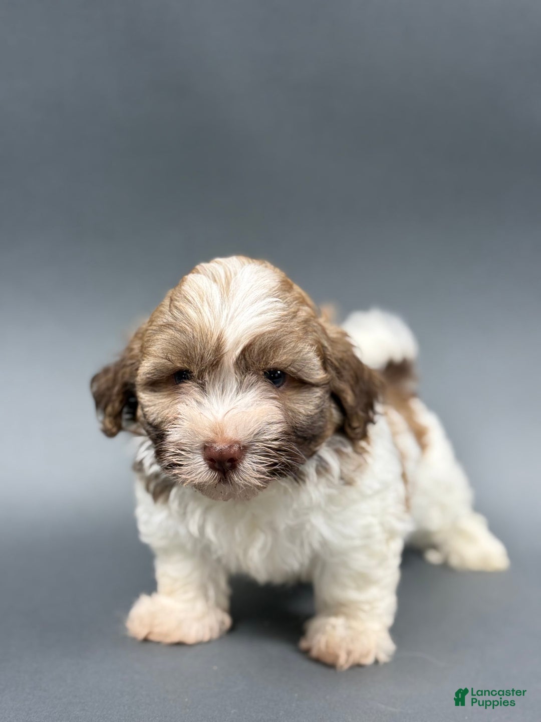 Havanese dogs for sale: OWEN - Image 5