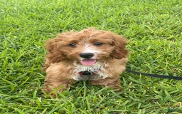 Cavapoo dogs for sale: Obie - Image 1