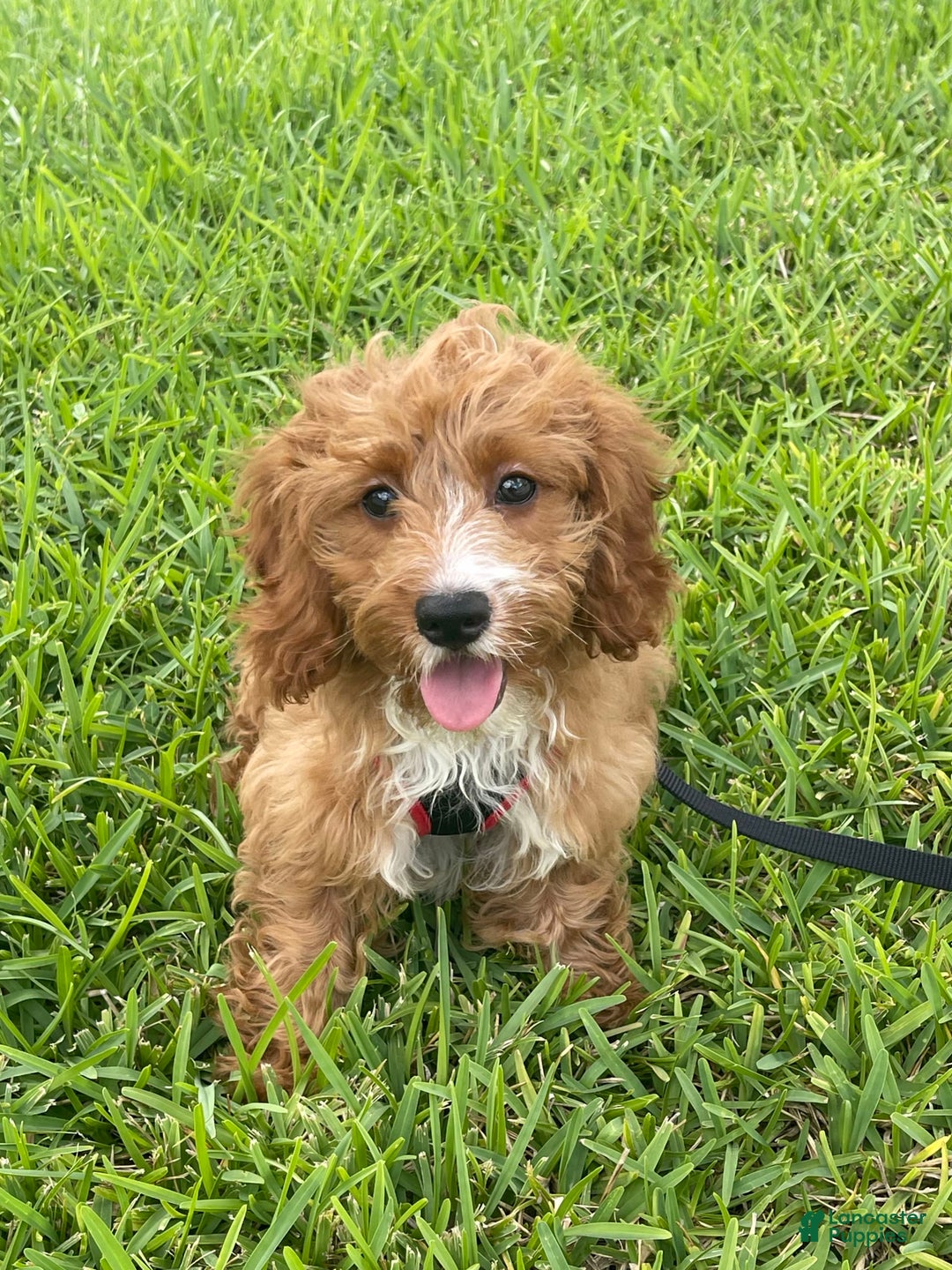 Cavapoo dogs for sale: Obie - Image 1