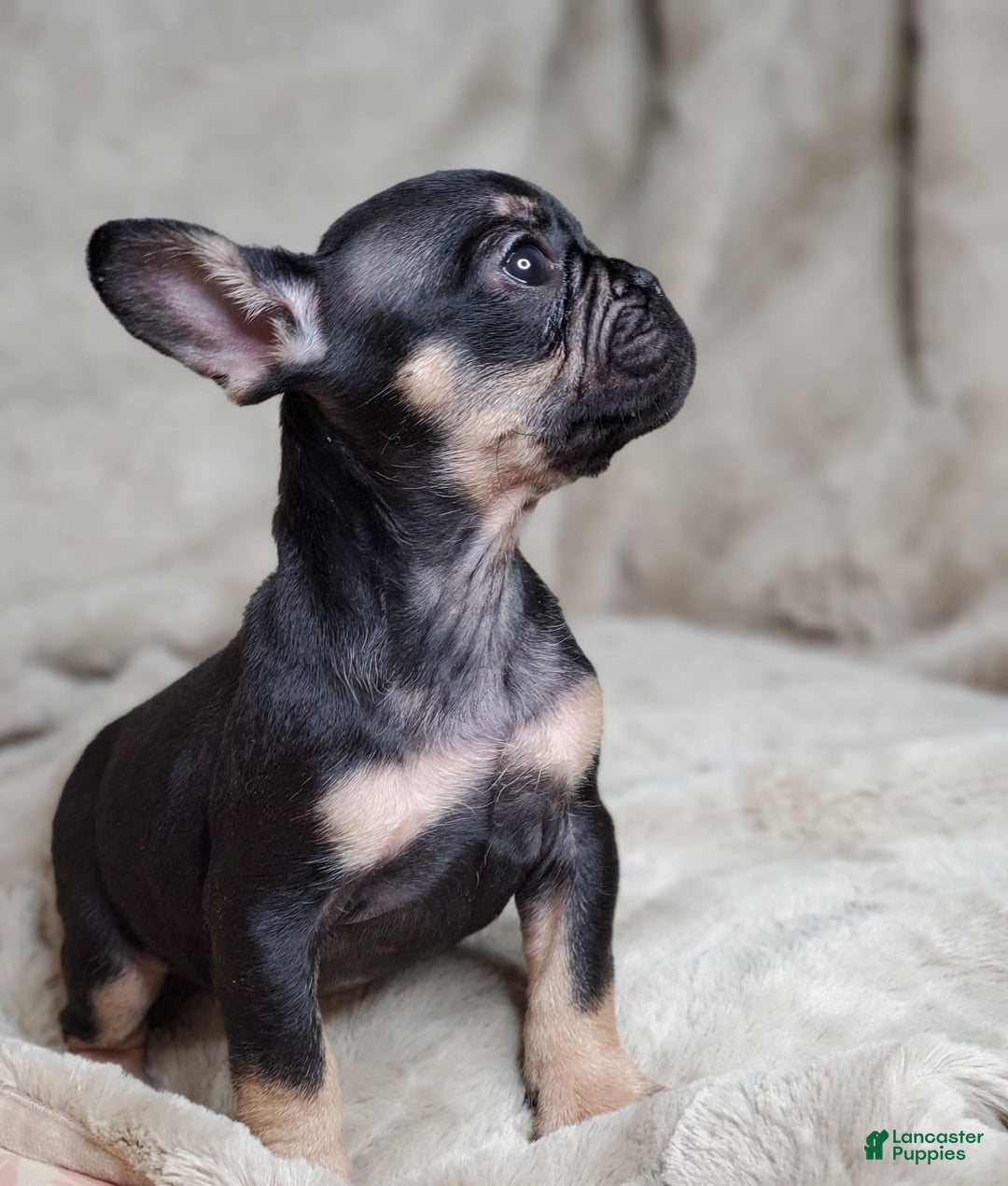 French Bulldog dogs for sale: Black Adam - Image 7