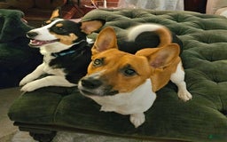Welsh Corgi Pembroke dogs for sale: Cleopatra - Image 4