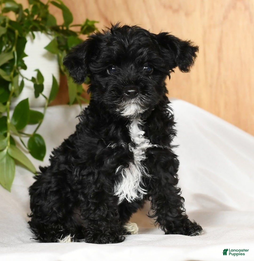 Yorkiepoo dogs for sale: Teddy - Image 9