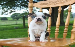 Boston Terrier dogs for sale: Hero - Image 1