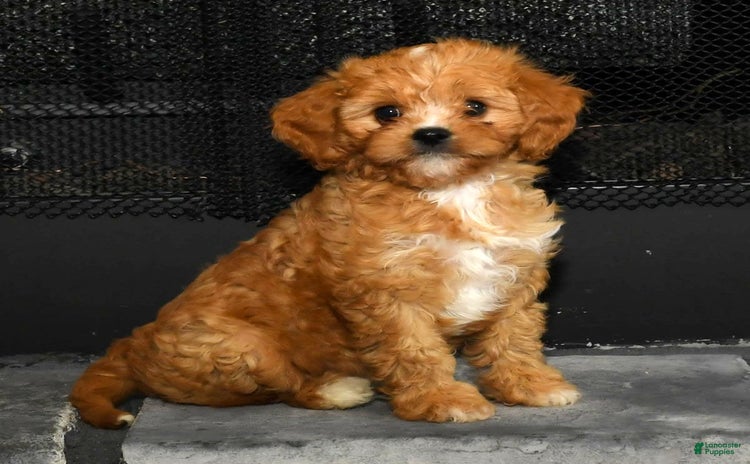 Cavapoo dogs for sale - Ad 1