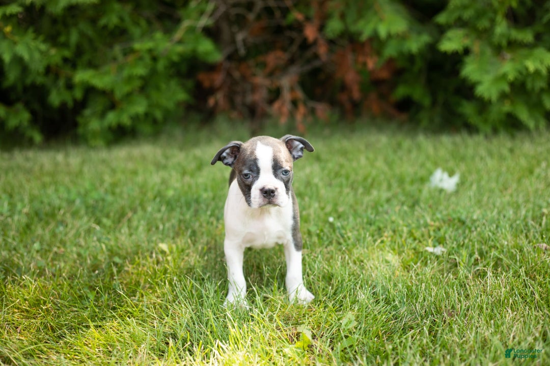 Boston Terrier dogs for sale: Jewel - Image 1