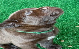 Labrador Retriever dogs for sale: Labrador Retriever 3 puppies - Image 8