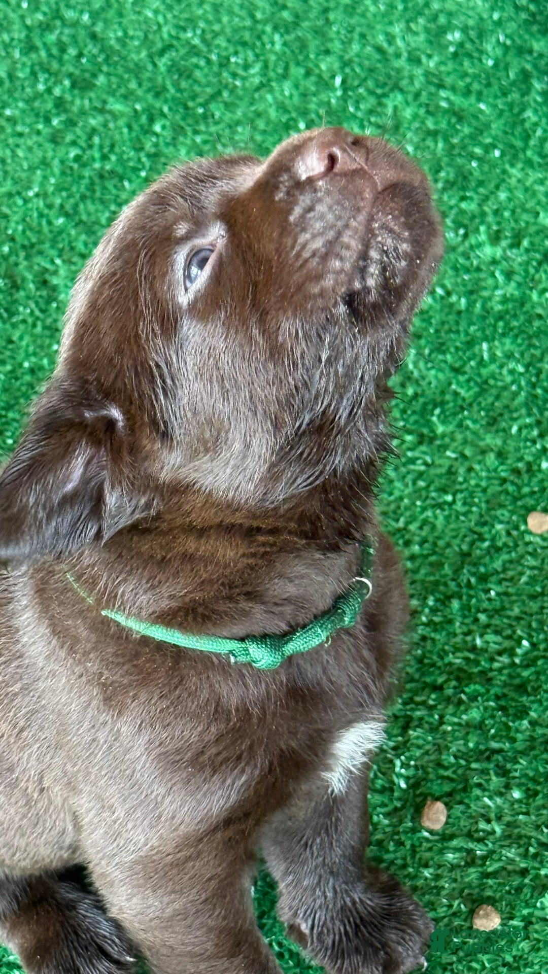 Labrador Retriever dogs for sale: Labrador Retriever 3 puppies - Image 8