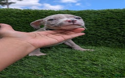 American Bully dogs for sale: Green Girl - Image 10