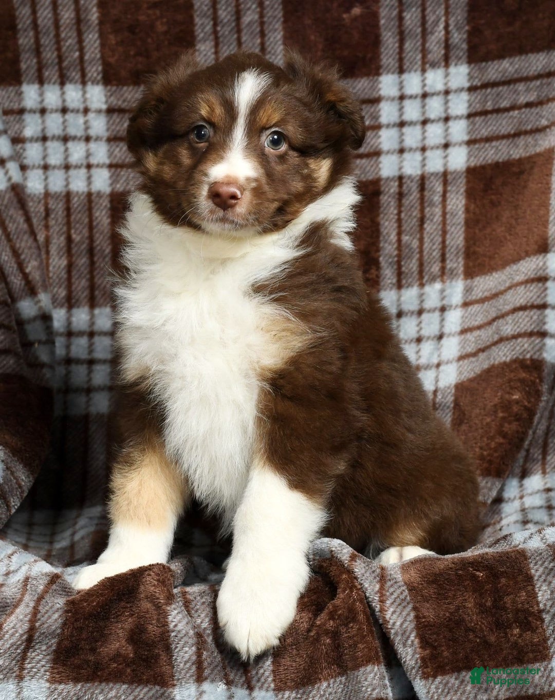 Australian Shepherd dogs for sale: Buster - Image 8