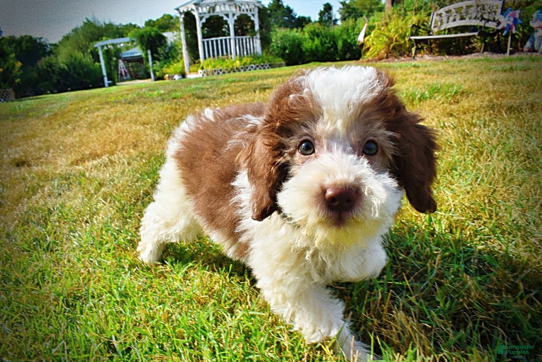 Havapoo dogs for sale: Hope - Image 4