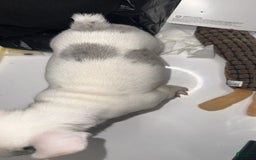 French Bulldog dogs for sale: Barbie - Image 10